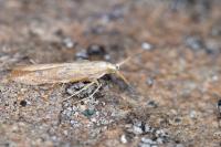 Coleophora salicorniae