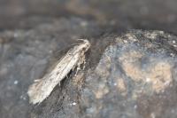 Bryotropha figulella