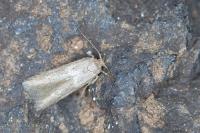 Blastobasis phycidella