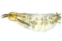Coleophora salicorniae