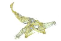 Coleophora salicorniae
