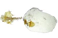 Bryotropha figulella