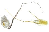 Blastobasis phycidella