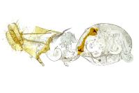 Ornativalva plutelliformis
