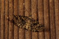 Alucita hexadactyla