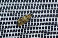 Celypha cespitana
