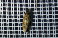 Celypha cespitana
