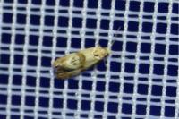 Phalonidia contractana