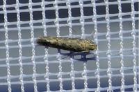 Scrobipalpa ocellatella