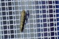 Scrobipalpa ocellatella