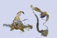 Coleophora salicorniae