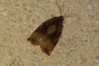 Archips podana
