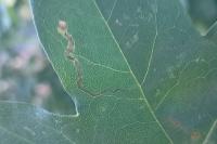 Stigmella aceris