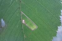Stigmella microtheriella