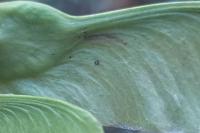 Etainia louisella