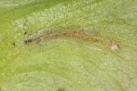 Etainia louisella