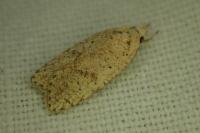 Agonopterix assimilella