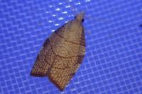 Pandemis corylana