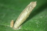 Coleophora milvipennis