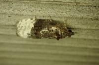Apotomis betuletana
