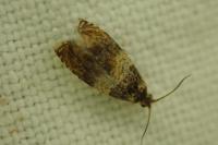 Celypha aurofasciana