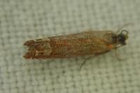 Lathronympha strigana