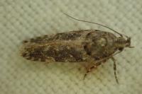 Teleiopsis diffinis