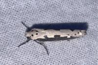 Ethmia bipunctella
