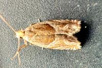 Ancylis comptana