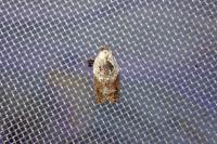 Acleris variegana
