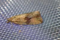 Celypha striana