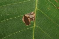 Coptodisca lucifluella