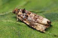 Endothenia marginana