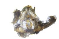 Endothenia marginana