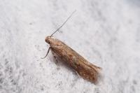 Scrobipalpa salinella