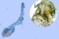Scrobipalpa salinella