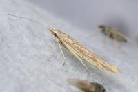 Coleophora linosyris