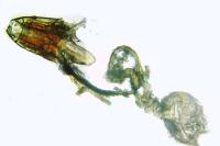 Coleophora linosyris