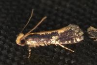 Monopis obviella