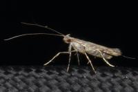 Acrocercops brongniardella