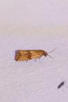 Celypha striana