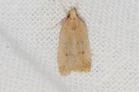 Agonopterix kaekeritziana