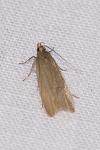 Acompsia cinerella
