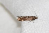 Aproaerema anthyllidella