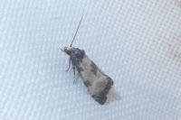 Neocochylis dubitana