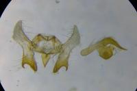 Neocochylis dubitana
