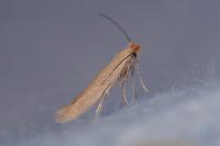 Bedellia somnulentella