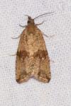 Celypha striana