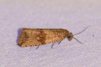 Celypha striana