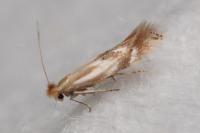 Bucculatrix maritima